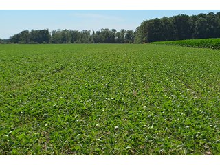Property photo 94 - LAND AUCTION - 215+/- ACRES OFFERED IN 6 TRACTS IN VAN WERT COUNTY, OHIO